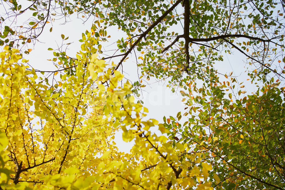 나무,단풍,하늘,은행,tree,가을,자연,풍경,nature,가을,계절,fall,autumn,season,plant,식물