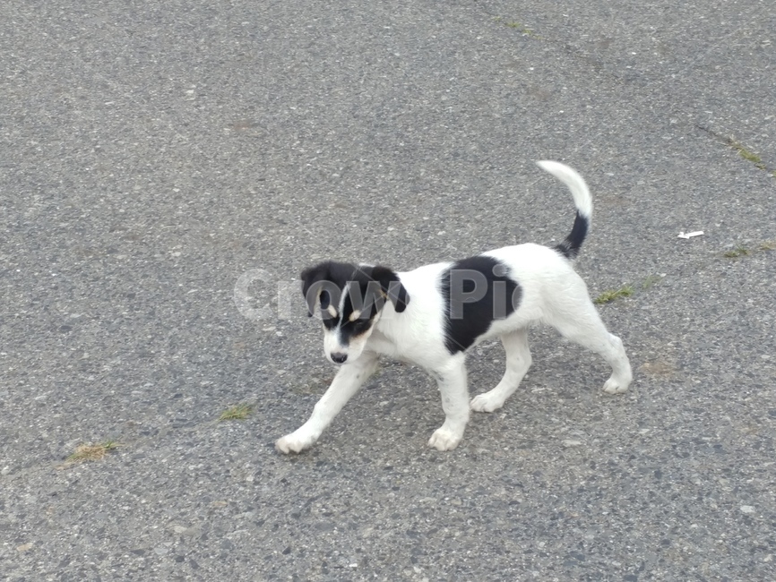 개,강아지,동물,dog,가축,견