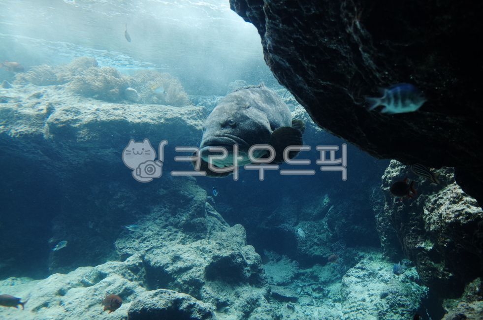 reef,ocean,fish,sea creatures,water,aquarium