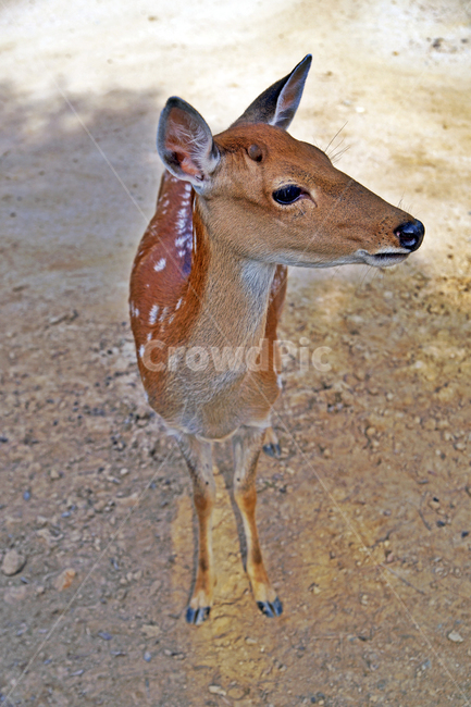 꽃사슴,사슴,동물,반점,월미공원,대륙사슴,매화사슴,포유동물,동물,animal,포유류,mammal