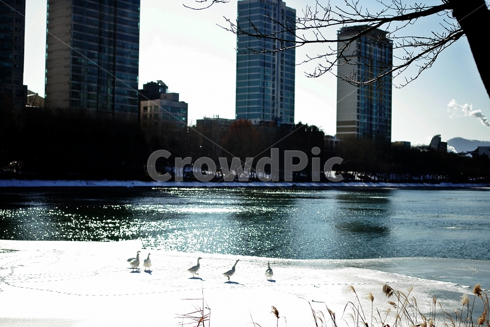 석촌호수,거위,겨울,눈,얼음,겨울,계절,winter,season,도시,풍경,city,landscape,한국도시풍경,한국도시경관,korea cityscape,동물,animal,조류,새,birds,building,건물,office building,사무실 건물
