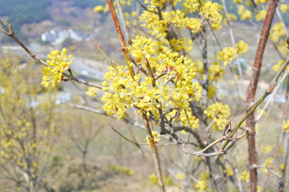 산수유,꽃,봄,하늘,자연,spring,노랑,노란색,yellow,봄,계절,spring,season,식물,자연,plants,nature,꽃,flower,plant,blossom