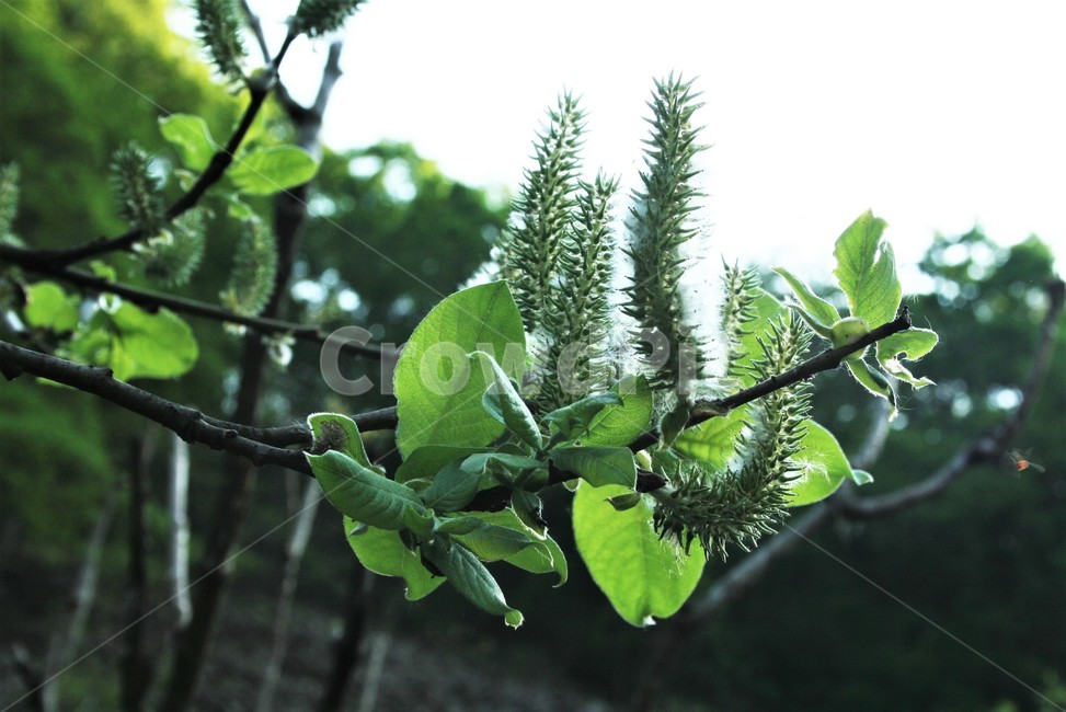 호랑버들,버드나뭇과,호랑버들암꽃,낙엽소교목,암수딴그루,나무,식물,자연,plants,nature