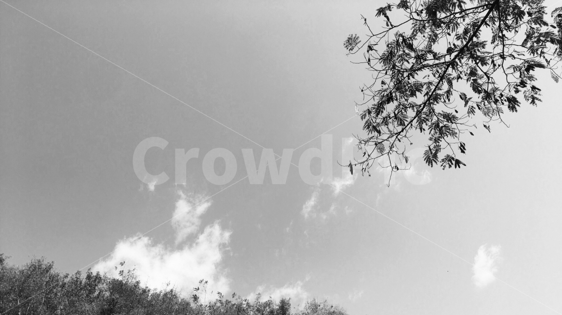 흑백사진,흑백,나무,구름,풀,Black,Blackandwhite,White,자연,풍경,nature,landscape,흑백,모노톤,monochrome,black and white,tree,plant,식물