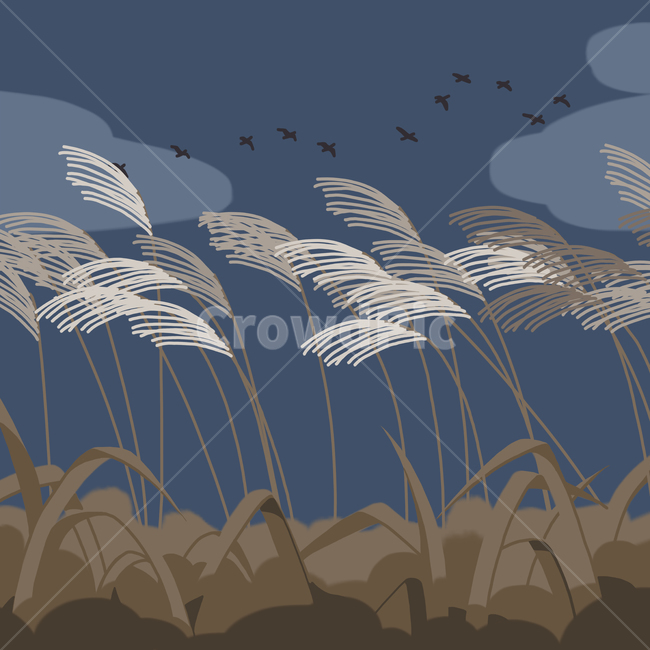 가을,억새,갈대,철새,일러스트,grass,잔디,plant,식물,가을,계절,fall,autumn,season,그래픽,일러스트레이션,graphic,illustration,lawn