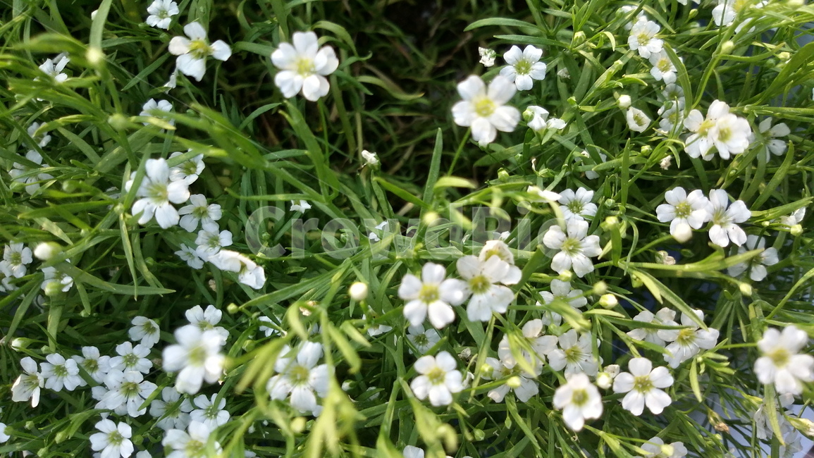 꽃,봄,풀,초록,풀꽃,식물,자연,plants,nature,꽃,flower