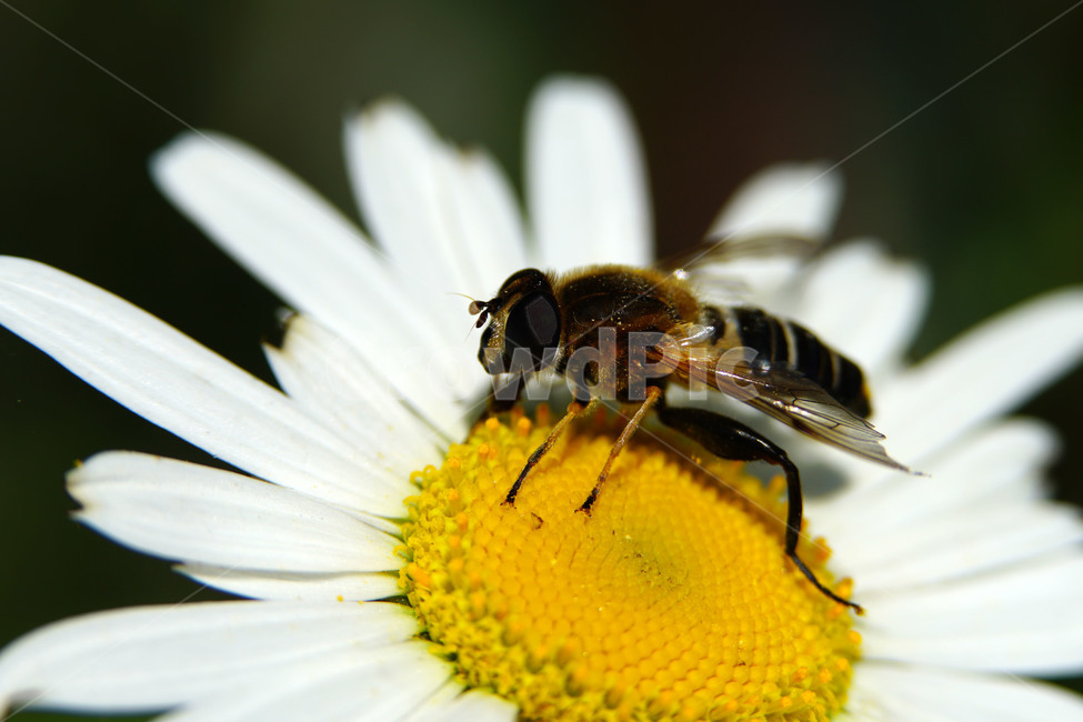 샤스타데이지,벌,봄꽃,한국자연,꽃,꽃사진,플라워,flower,봄,spring,식물,plants,자연,nature,풍경,landscape,계절,season,snap,스냅,접사,macro,closeup,클로즈업,감성사진,감성,힐링,healing,느낌,feel,feeling,꽃밭,화단,꽃봉오리,5월,May,shastadaisy,꿀벌,말벌,곤충,벌레,insect,honey,bee,bug,벌목,봄,계절,spring,season,식물,자연,plants,nature,꽃,flower,동물,animal,곤충,벌레,insect,bug,honey bee,invertebrate,무척추 동물