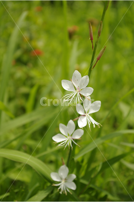 바늘꽃,꽃,식물,flower,color,nature,자연,식물,자연,plants,nature,꽃,flower