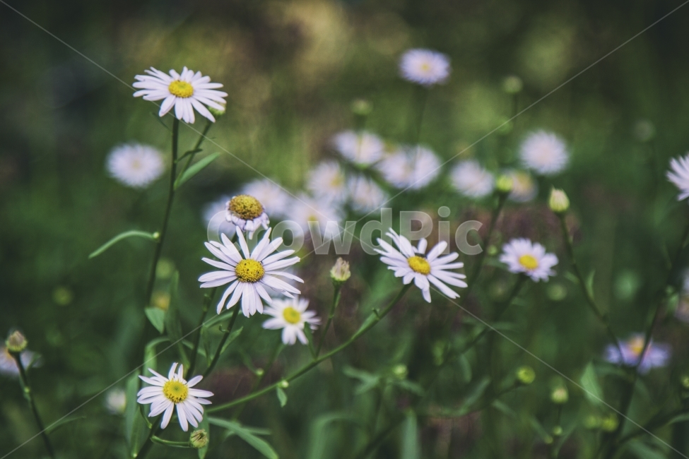 꽃,Flower,식물,빈티지,아웃포커싱,식물,자연,plants,nature,꽃,flower,감성,sensible,feeling