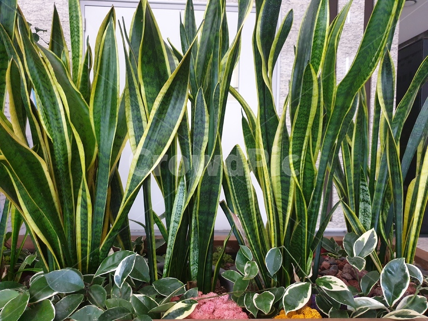 잎,leaf,식물,plant,화분,관상