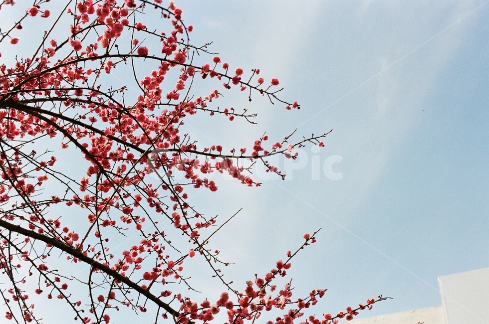 필름사진,filmphotography,filmphoto,봄,spring,봄꽃,매화,홍매화,plumblossom,나뭇가지,branch,만개한,활짝,분홍꽃