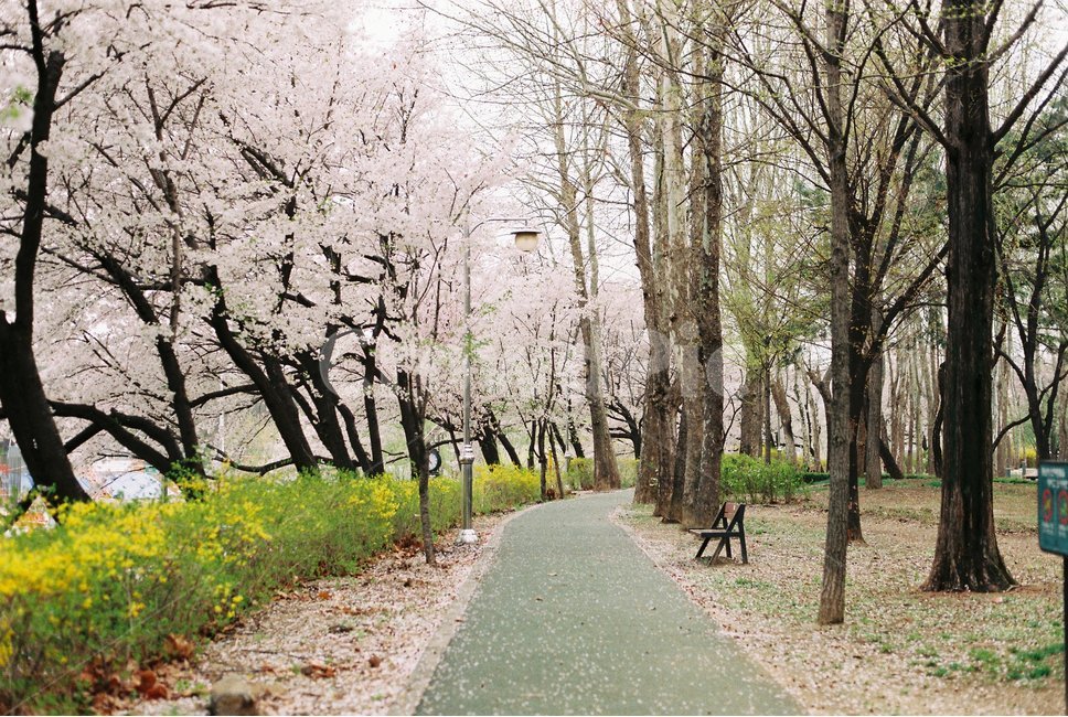 벚꽃,풍경,나무,봄,거리,봄,계절,spring,season,자연,풍경,nature,landscape,plant,식물