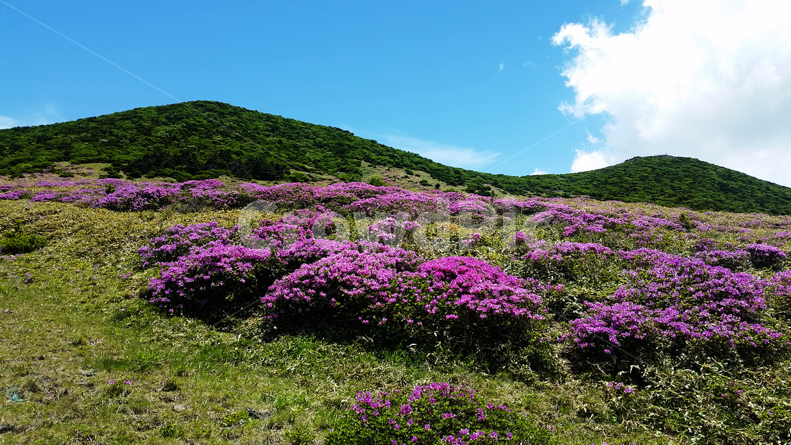 봄,한라산,진달래,제주도,오름,들,목초지,자연,field,grassland,nature,spring