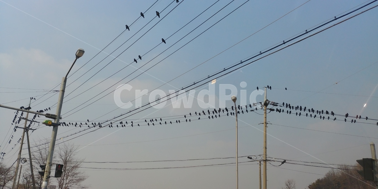 까마귀,철새,새떼,전깃줄,새똥,동물,animal,조류,새,birds