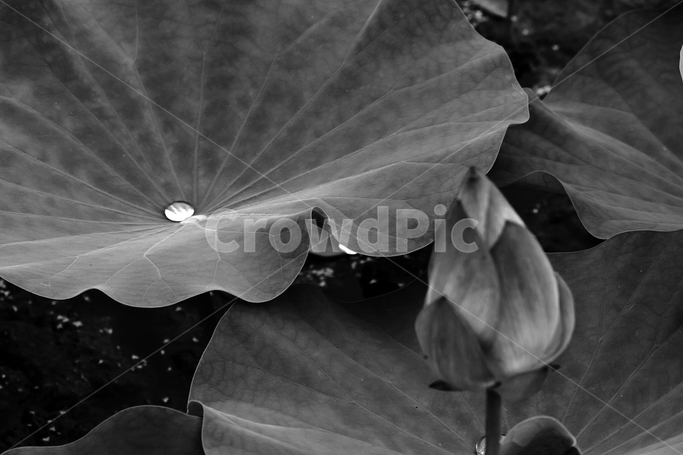 plant,식물,leaf,잎,연꽃,이슬,감성,공원,식물,자연,plants,nature,흑백,모노톤,monochrome,black and white