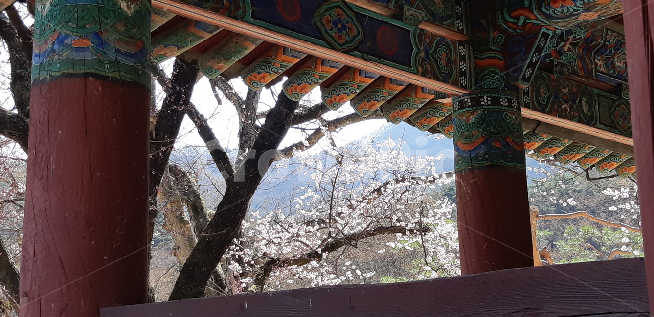 풍경,자연풍경,꽃,봄,landscape,flower,spring,한국전통,한국문화,korean traditional,korean culture,건축물,건물외관,exterior,building,structure,architecture,construction