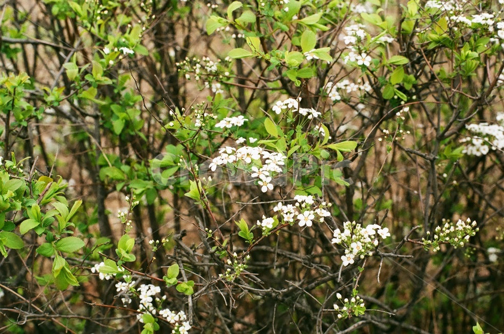 들꽃,식물,plant,필름카메라,감성사진,흰꽃,flower,갈기조팝나무,식물,자연,plants,nature,꽃,flower