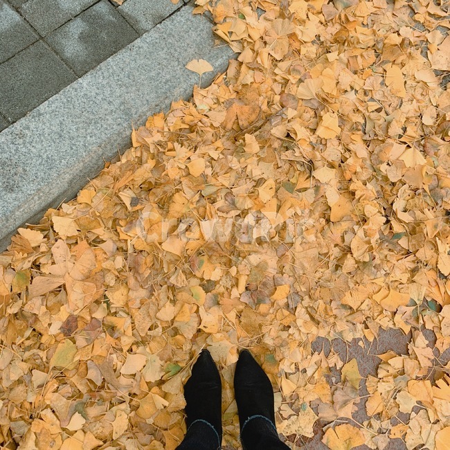 가을,나뭇잎,은행나무,은행잎,낙엽,신발,autumn,fall,leaf,shoes