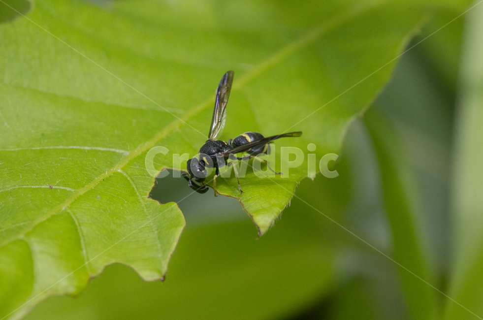 벌,여름,풀잎,계절,나뭇잎,곤충,가을곤충,여름곤충,곤충,벌레,insect,bug