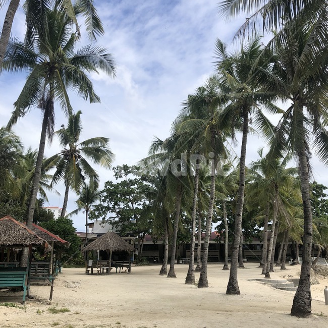 summer,여름,세부,cebu,야자수,plamtree,해변가,beach,나무,tree,색채,색감,color,구름,하늘,sky,blue,outdoors,옥외