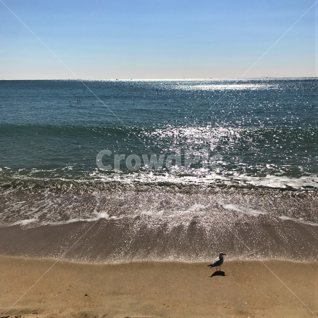 부산,바다,해운대,해변,갈매기,하늘,모래,busan,sea,haeundae,beach,sky,sand