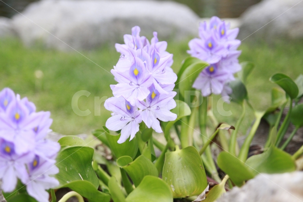 꽃,꽃을배경으로,평화롭다,질서있는삶,사랑합시다,조화,식물,자연,plants,nature,꽃,flower
