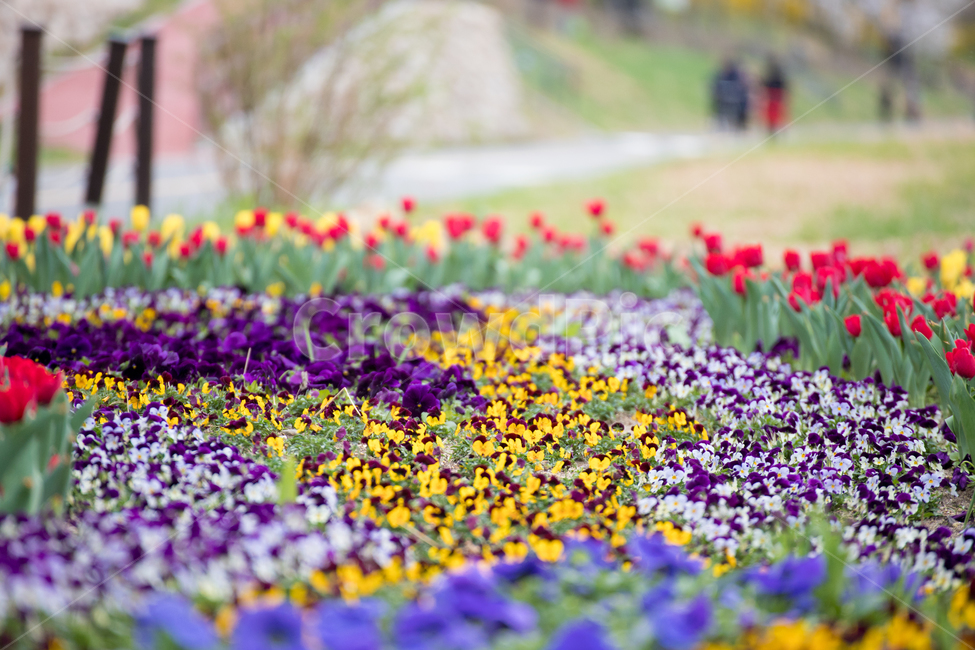 꽃,flower,팬지꽃,삼색제비꽃,조경,봄,산책,알록달록,산책로,식물,자연,plants,nature,꽃,flower