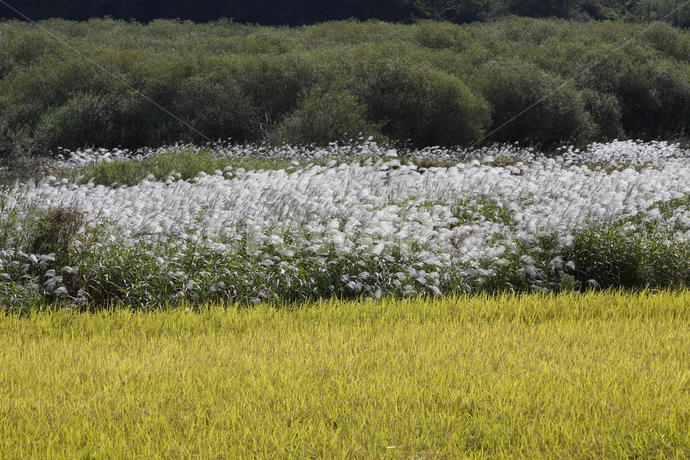 가을,벼,갈대,버드나무,풍경,자연,가을,계절,fall,autumn,season,자연,풍경,nature,landscape,field,들,grassland,목초지,outdoors,옥외,meadow,farm,농장,rural,농촌
