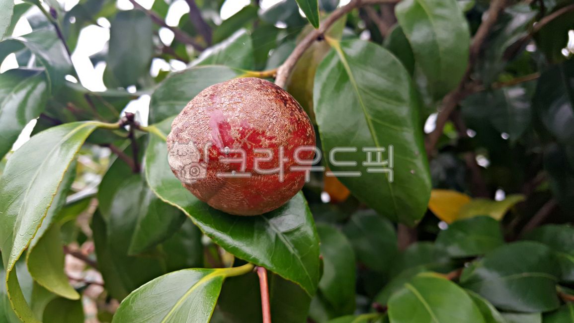 Camellia seeds,camellia tree,Seed,plant,tree,camellia fruit,flower seeds,camellia