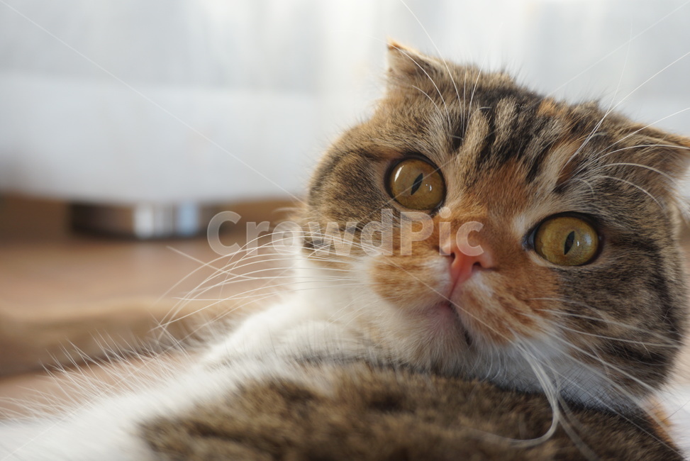 Pets,scottish fold,cat,pet