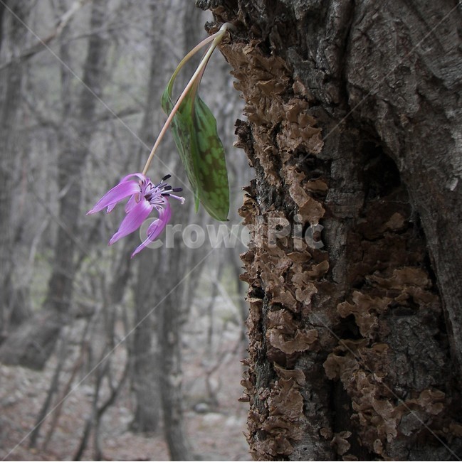 얼레지,야생화,식물,꽃,나무,자연,plant,nature,spring,flower,bloom,beautiful,식물,자연,plants,nature,꽃,flower