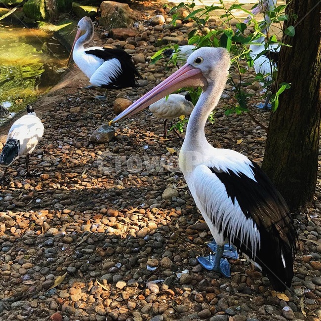 새,동물원,조류,부리,야생,동물,animal,조류,새,birds