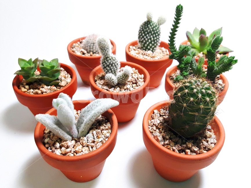 선인장,화분,미니화분,공기정화식물,다육식물,다육이,토분,식물,cactus,flowerpot,succulent,plant,실내용화초,화분,화초,house plant