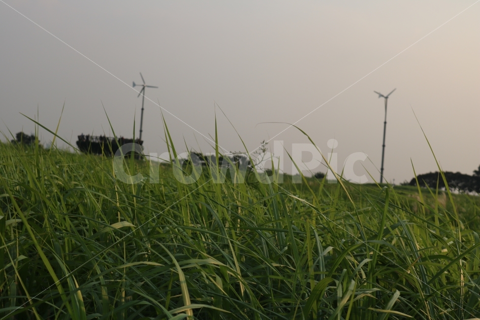 자연,풍경,감성,힐링,숲,자연,풍경,nature,landscape,plant,식물,grass,잔디,engine,엔진,motor,모터,machine,기계