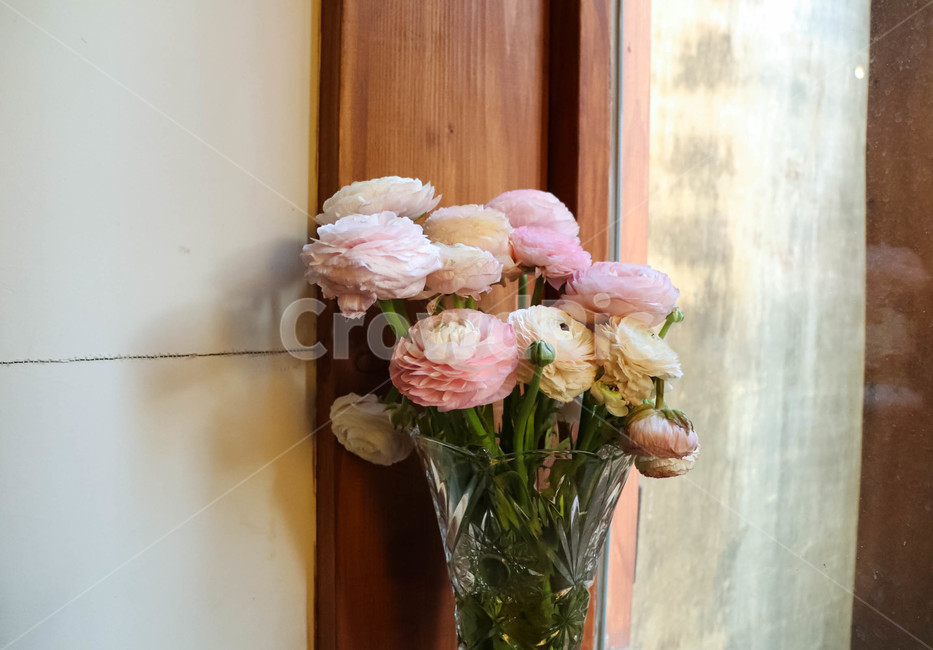 꽃,flower,화분,식물,풀,실내용화초,화분,화초,house plant