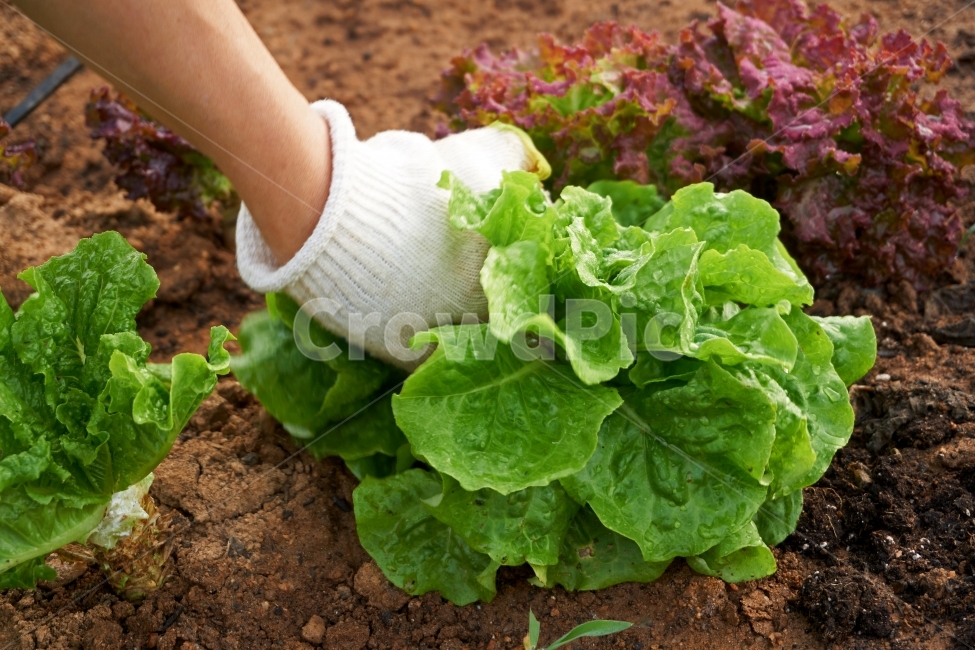 상추,농사,농부,여름,수확,자연,푸른,풀,깨끗한,상쾌한,봄,땅,농경,밭,야채,채소,재배하다,기르다,식물,자연,plants,nature,사람,인물,인간,human,person,신체일부,몸,body,채소,야채,vegetables,산업,industry,industrial,농업,농사,agriculture,farming,farming industry