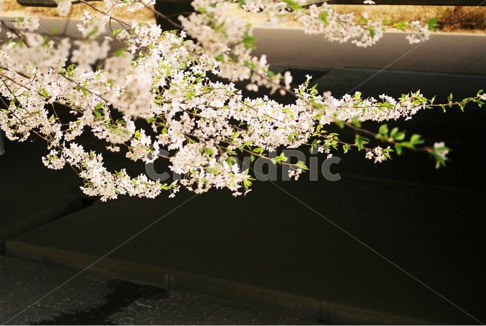 벚꽃,cherryblossom,봄,spring,봄꽃,꽃,식물,flower,분홍,pink,봄,계절,spring,season,식물,자연,plants,nature,꽃,flower,감성,sensible,feeling,plant,blossom