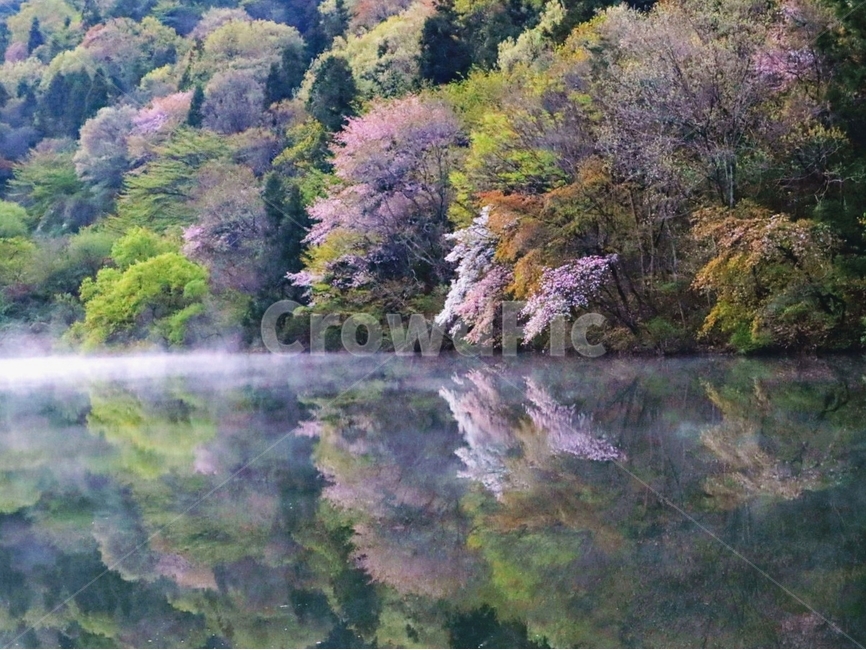 봄,풍경,세량지,화순군,새벽,자연,풍경,nature,landscape,한국자연풍경,한국자연경관,korea nature landscape,plant,식물