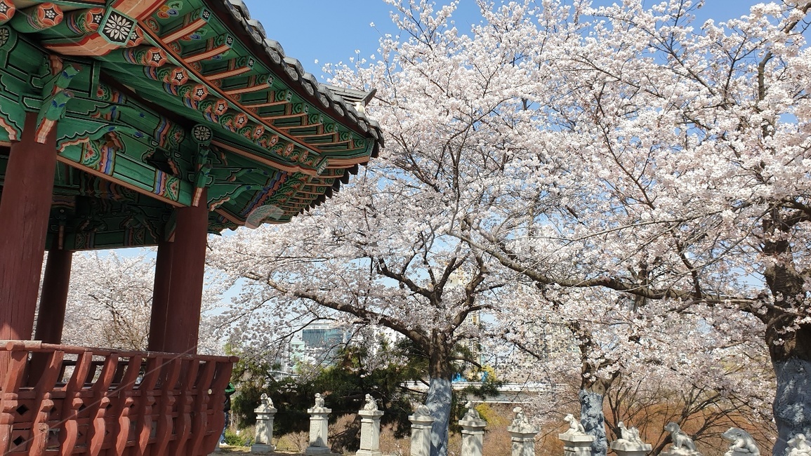 봄,벚꽃,계곡,정자,힐링,따뜻함,봄,계절,spring,season,한국전통,한국문화,korean traditional,korean culture,건축물,건물외관,exterior,building,structure,architecture,construction