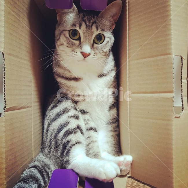 고양이,코숏고양이,고양이태비,하얀발,줄무늬고양이,동물,animal,포유류,mammal,고양이,cat,kitten,kitty