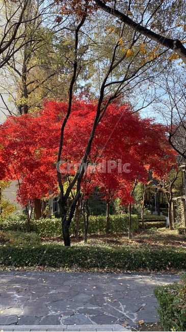 단풍나무,가을나무,나무,공원,식물,빨간잎나무,가을공원,단풍,maple,tree,plant,leaf,잎