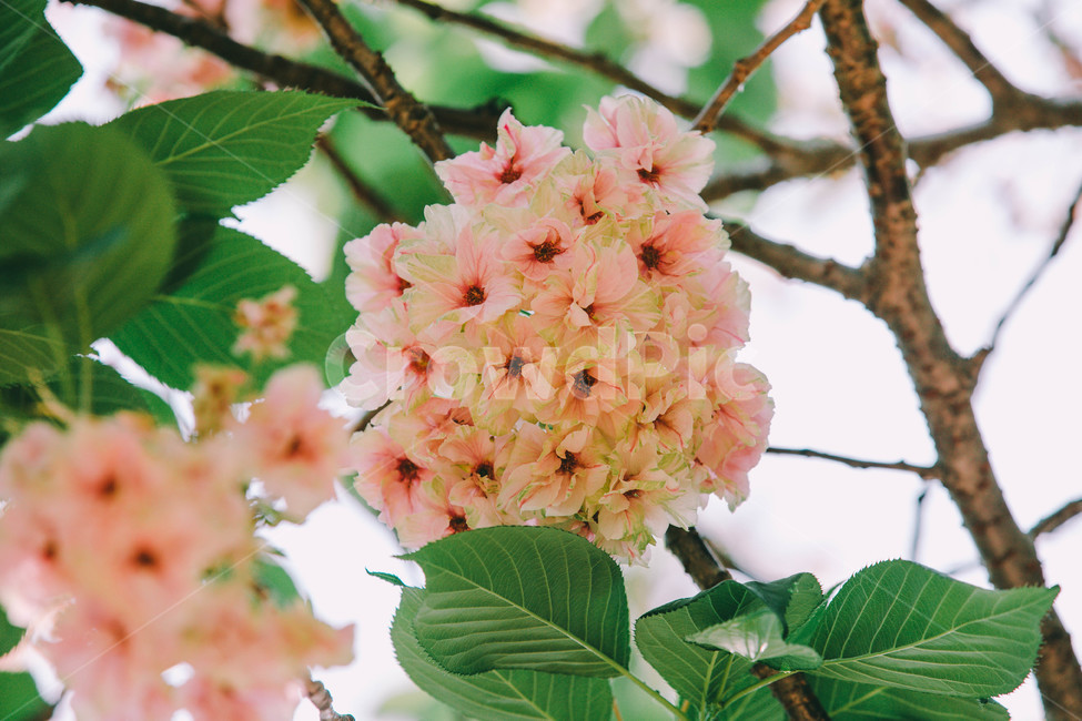 청벚꽃,꽃,벚꽃,겹벚꽃,분홍,활짝핀,식물,자연,plants,nature,꽃,flower