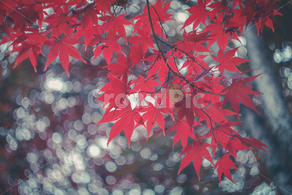 가을,가을색,단풍,만추,가을이미지,자연,풍경,autumn,season,계절,아름다운,식물,fall,가을,계절,fall,autumn,season,식물,자연,plants,nature,leaf,잎,plant,tree,나무