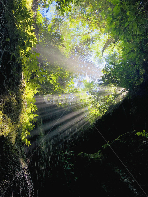 인도네시아,발리,국립공원,숲,햇살,빛,sunlight,자연,풍경,nature,landscape