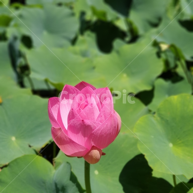 꽃,연꽃,여름,자주색,부처,식물,flower,blossom