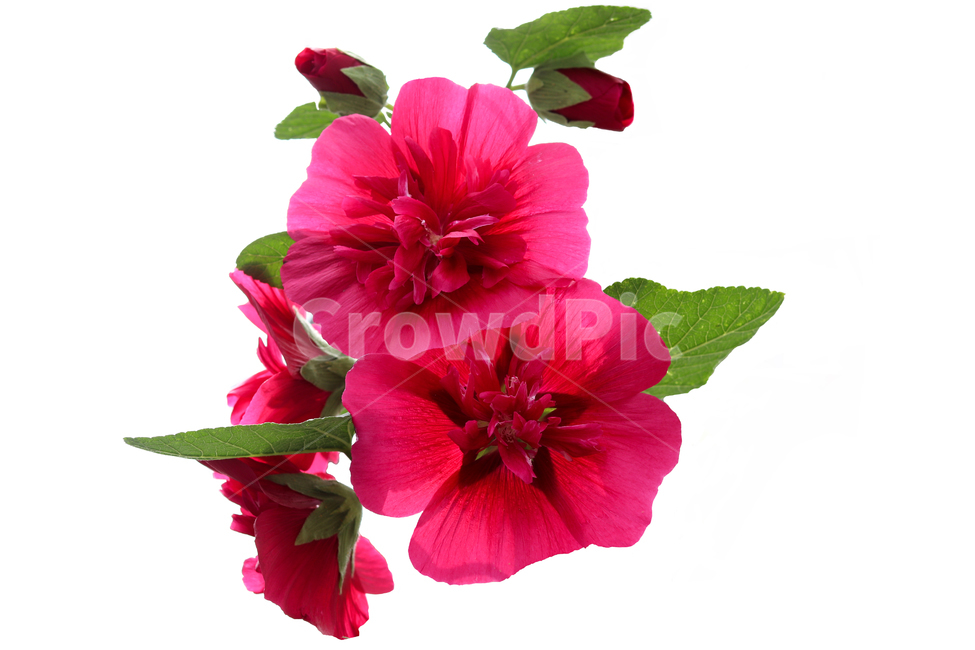 빨간색꽃,빨간색꽃잎,꽃잎,식물,꽃,flower,petal,pankflower,꽃,flower,누끼,remove background