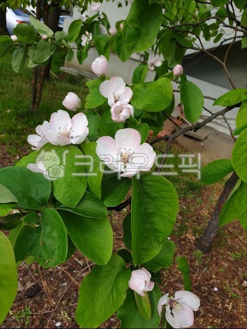 마르멜로,유럽모과꽃,유럽모과,털모과,꽃봉오리,꽃봉우리,봄꽃,봄,꽃,flower,blossom,분홍,핑크,분홍색,화이트,흰색,하얀색,petal,leaf,quince,marmello,마르멜루,marmelo,장미과,색깔,색상,색채,색감,color