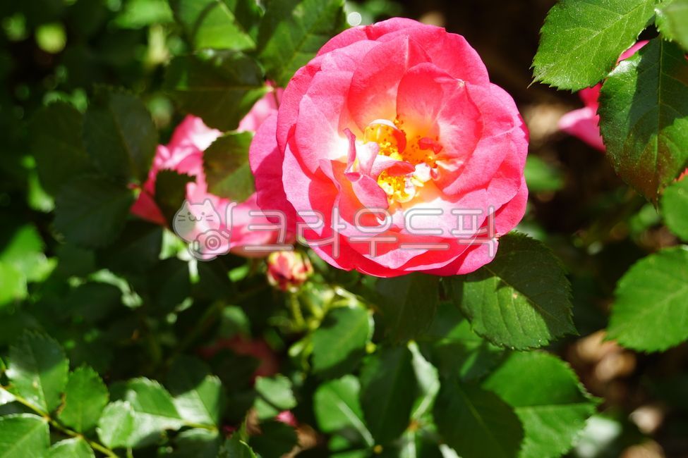 early summer,nature,In May,Rose Park,Rose,wild rose,flower,spring,spring flowers,petal,rose Festival,plant,rose,park