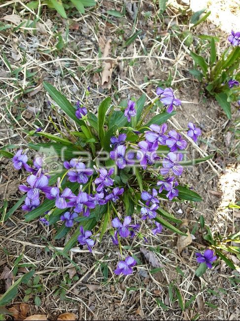 제비꽃,꽃,flower,야생화,들꽃,식물,꽃,flower