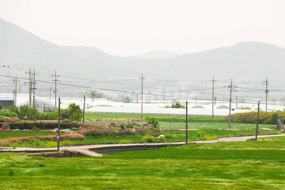 식물,plant,grass,잔디,시골,풍경,농촌,시골,마을,풍경,landscape,country,rural,town